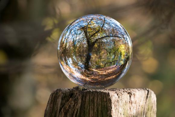 Globe forest